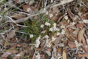Western Australian Plants Asparagaceae